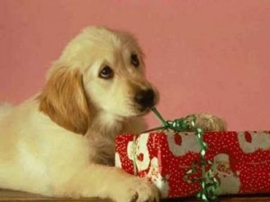 perro-regalo-navidad2412823